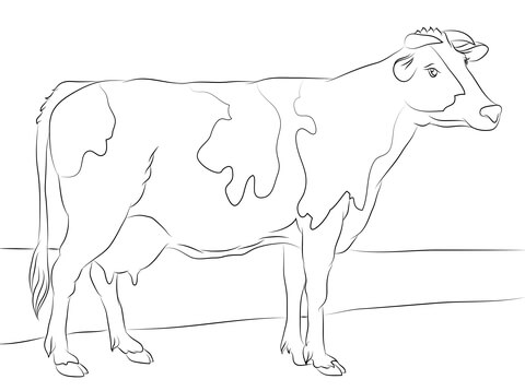 Holstein Cow Coloring Page